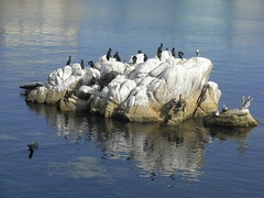 Vogelfels in Monterey - Kalifornien